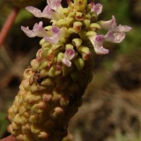 Coleus strobilifer (Roxb.) A.J.Paton